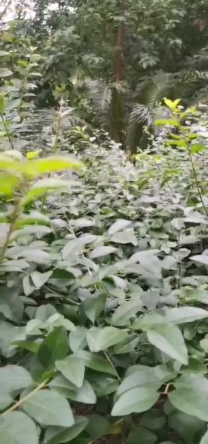 主封面