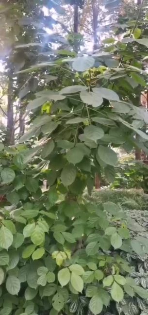 主封面