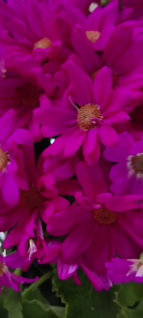 主封面