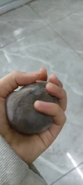 主封面