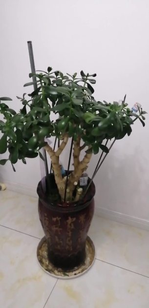 主封面