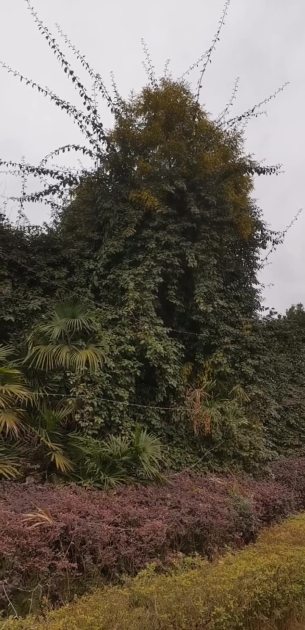 主封面
