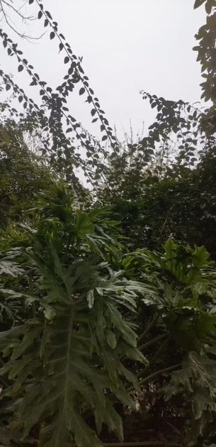 主封面