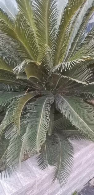 主封面
