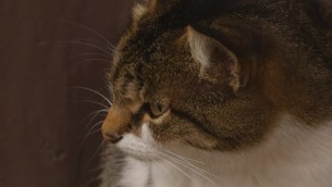 主封面