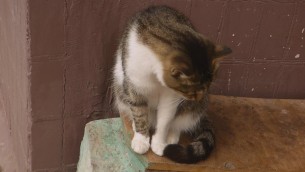 主封面