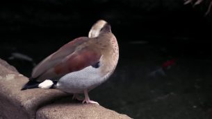 主封面