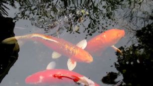 主封面