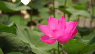 主封面