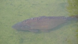 主封面