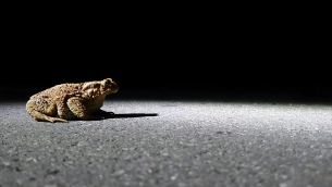 主封面