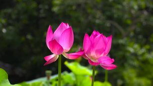 主封面