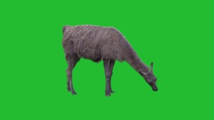 主封面