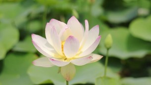 主封面