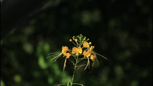 主封面