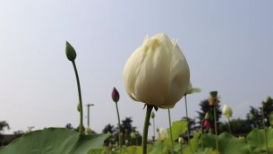 主封面