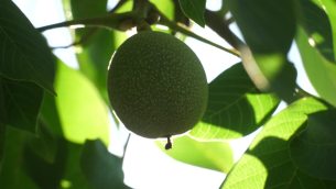 主封面
