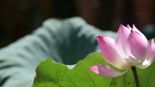 主封面