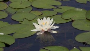 主封面