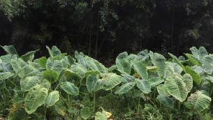 主封面