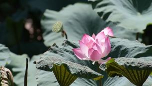 主封面