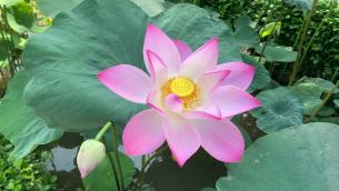 主封面