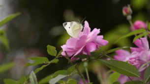 主封面
