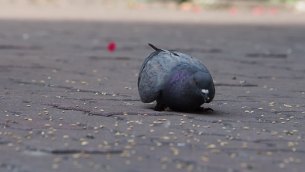 主封面