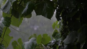 主封面