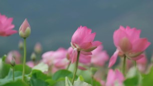 主封面