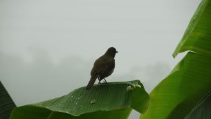 主封面