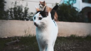 主封面