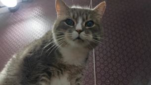 主封面