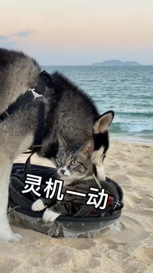 主封面