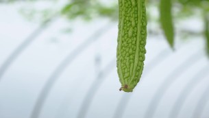 主封面
