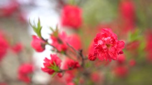 主封面